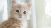 猫的特点,从波斯猫到索马里猫，探寻不同品种的独特魅力