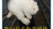 长毛兔兔毛价格,长毛兔兔毛价格波动解析